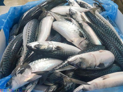 Frozen Atlantic Mackerel Fish For Sale In Europe / Norway Mackerel Fish / Seafood Produw