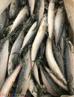 Frozen Atlantic Mackerel Fish For Sale In Europe / Norway Mackerel Fish / Seafood Produw