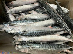 Frozen Atlantic Mackerel Fish For Sale In Europe / Norway Mackerel Fish / Seafood Produw