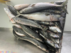 Frozen Atlantic Mackerel Fish For Sale In Europe / Norway Mackerel Fish / Seafood Produw - Изображение 4/6