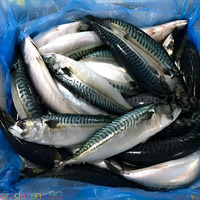 Frozen Atlantic Mackerel Fish For Sale In Europe / Norway Mackerel Fish / Seafood Produw - Изображение 5/6