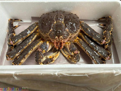 Premium Norwegian King Crab – Live & Frozen King Crab Legs
