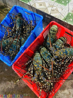 Wholesale Spiny Lobster Tails – Frozen Premium Seafood Export