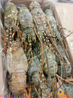 Wholesale Spiny Lobster Tails – Frozen Premium Seafood Export