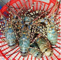 Wholesale Spiny Lobster Tails – Frozen Premium Seafood Export - Изображение 3/7