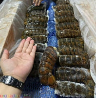Wholesale Spiny Lobster Tails – Frozen Premium Seafood Export - Изображение 4/7