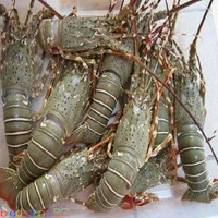 Wholesale Spiny Lobster Tails – Frozen Premium Seafood Export - Изображение 7/7