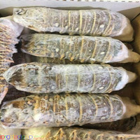 Premium Frozen Rock Lobster Tails | IQF Seafood Wholesale Supplier